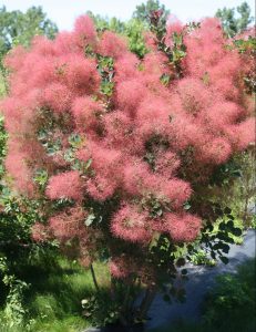shrub