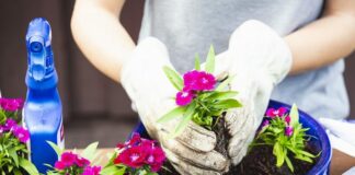 pesticide regulation