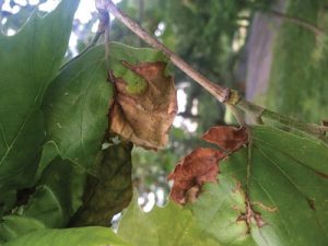 Tree diseases