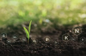 Soil Report