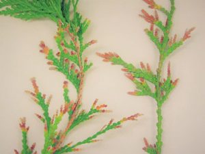 Pestalotiopsis Tip Blight