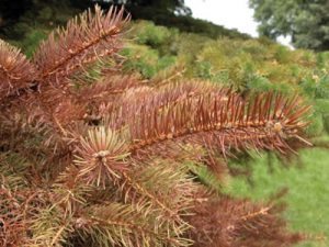 Tree diseases
