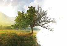 Tree diseases