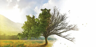 Tree diseases