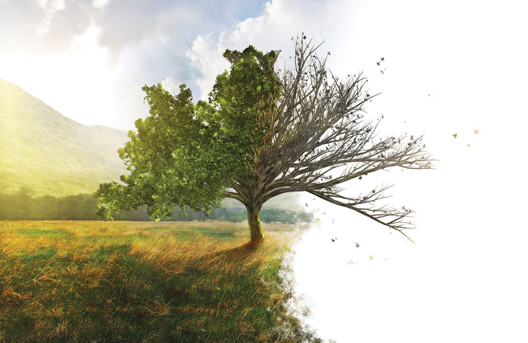 Tree diseases