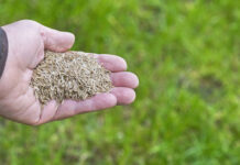 grass seed