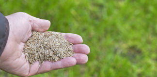 grass seed