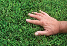 healthy lawn