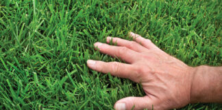 healthy lawn