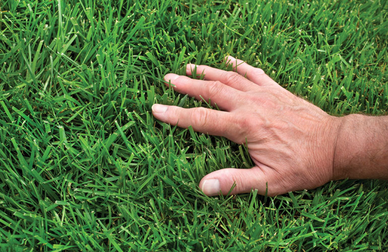 All-American lawn