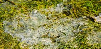 lawn disease