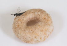 EAB