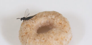 EAB