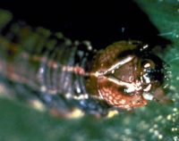 armyworm