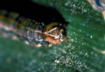 armyworm