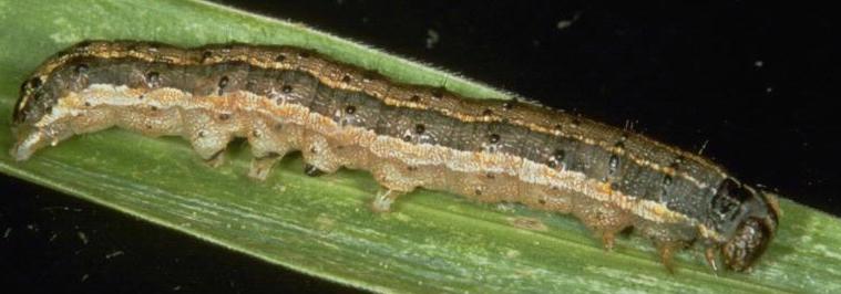 armyworms