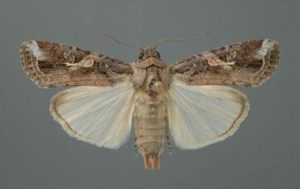 armyworms
