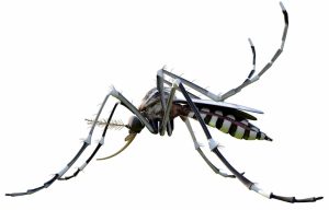 mosquito
