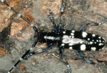 beetle