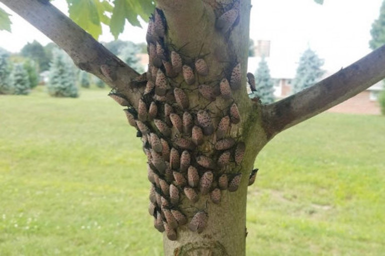 lanternfly