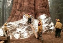 sequoia