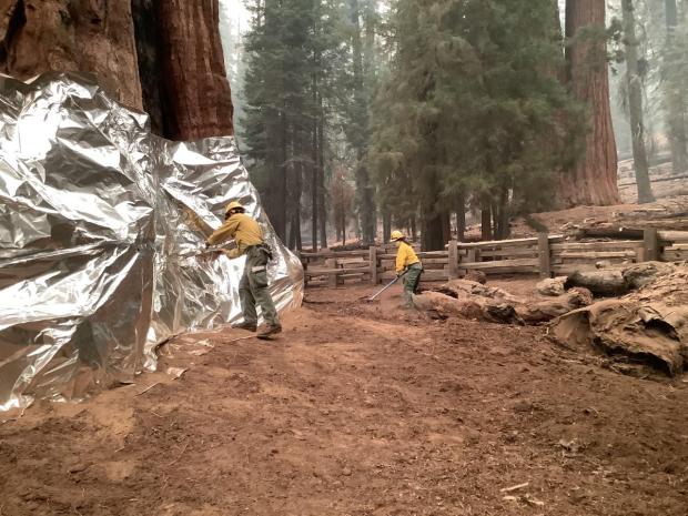 sequoia