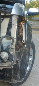 squirrel