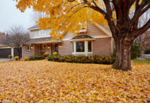 leave leaves