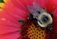 pollinator