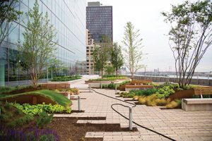 NYU Langone Health