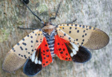 pests Spotted Lanternfly