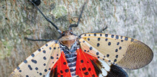 pests Spotted Lanternfly