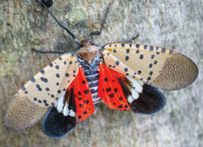 pests Spotted Lanternfly