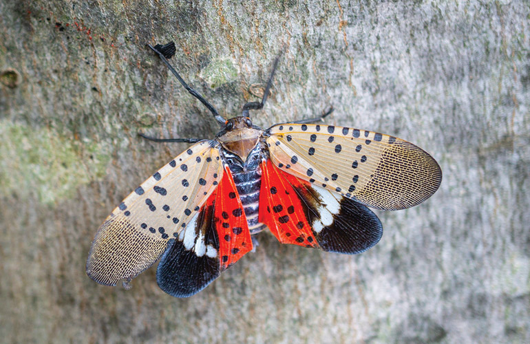 pests Spotted Lanternfly