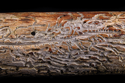 pests Emerald Ash Borer
