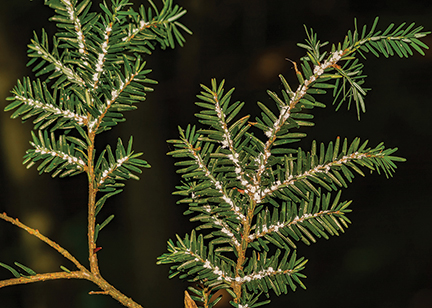 pests Hemlock Woolly Adelgid