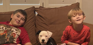 rescue dogs