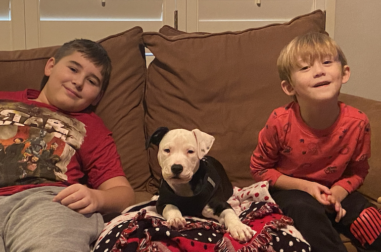 rescue dogs