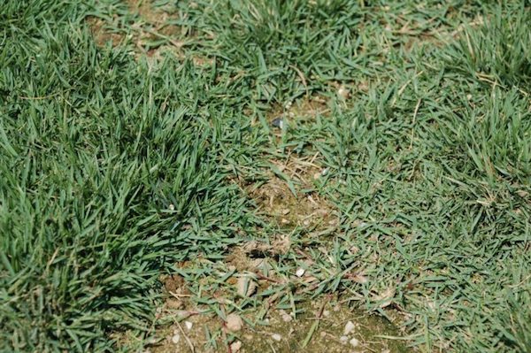 Zoysiagrass