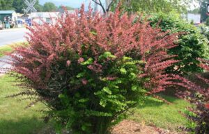 Barberry