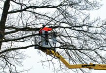Winter Pruning