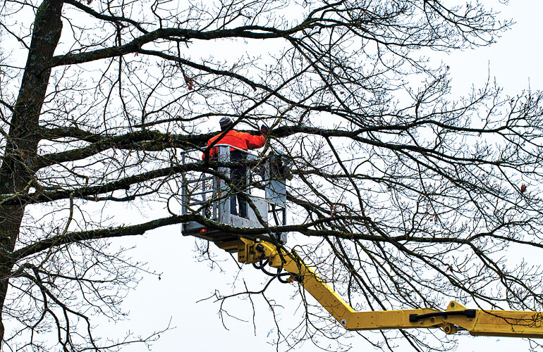 Winter Pruning