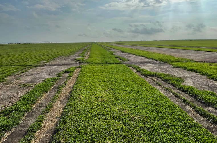 New Cobalt St. Augustinegrass.