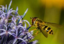 pollinator garden