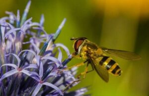 pollinator garden