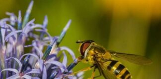 pollinator garden