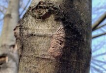 egg masses
