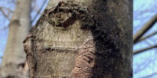 egg masses