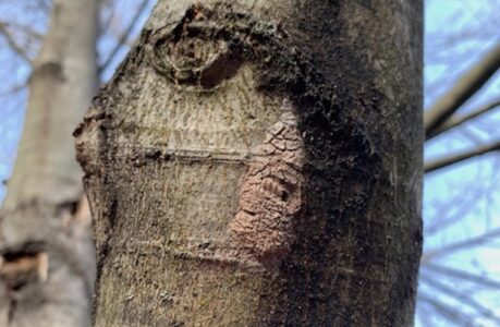 invasive insects