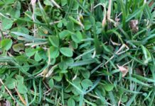 clover